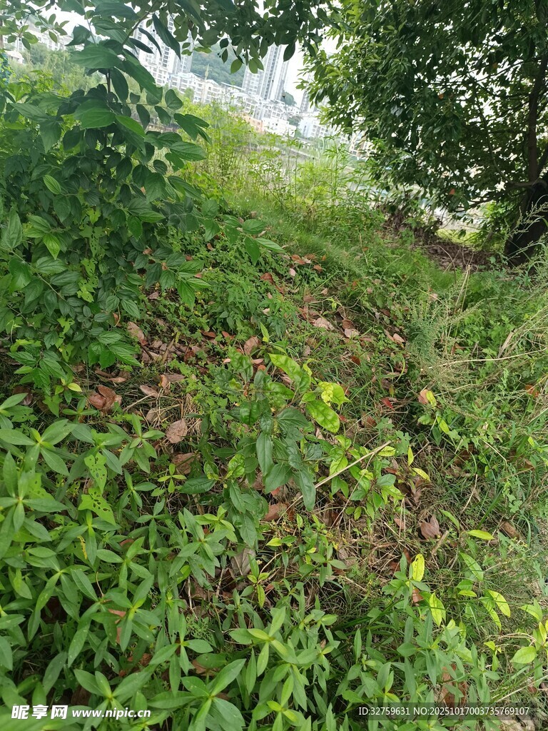 野外繁茂的绿色植被景观