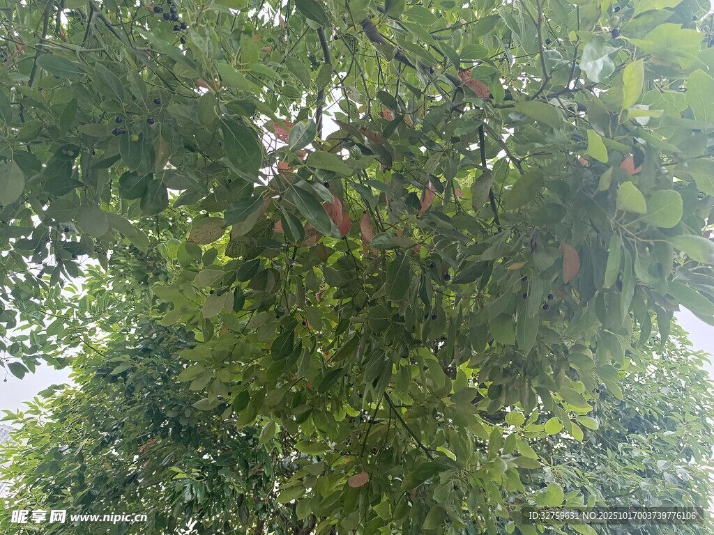繁茂绿树景观