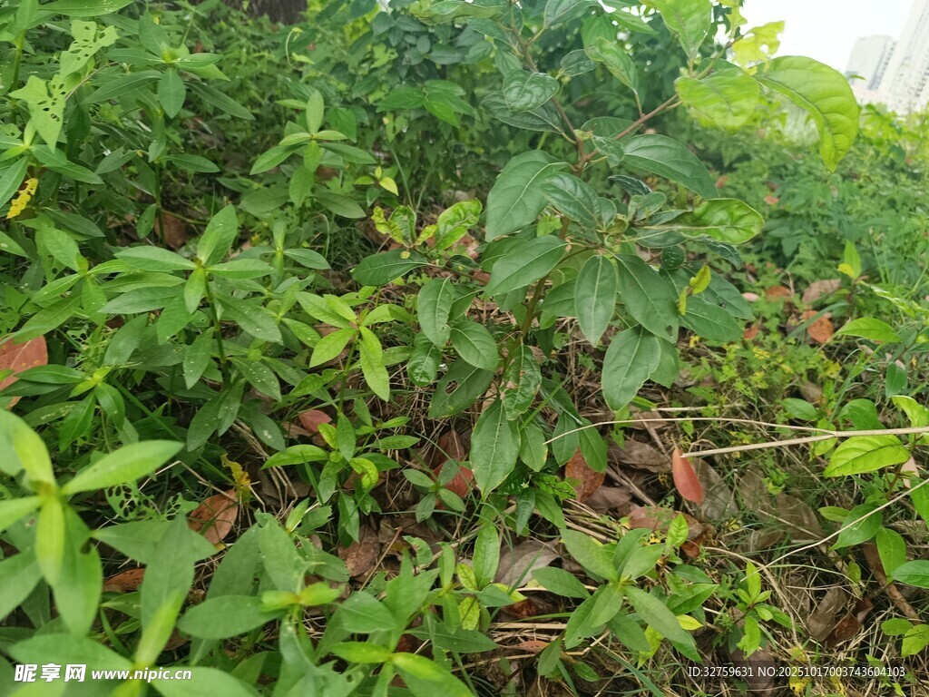 繁茂绿植景观