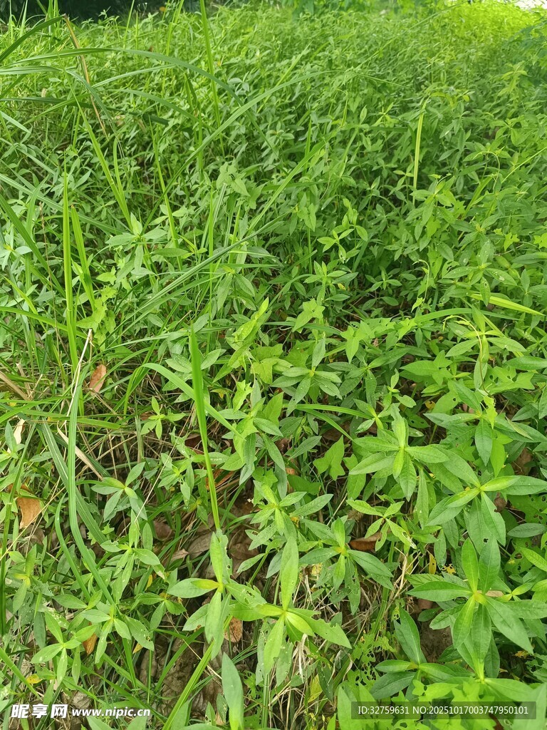 翠绿茂盛的野外植物景观