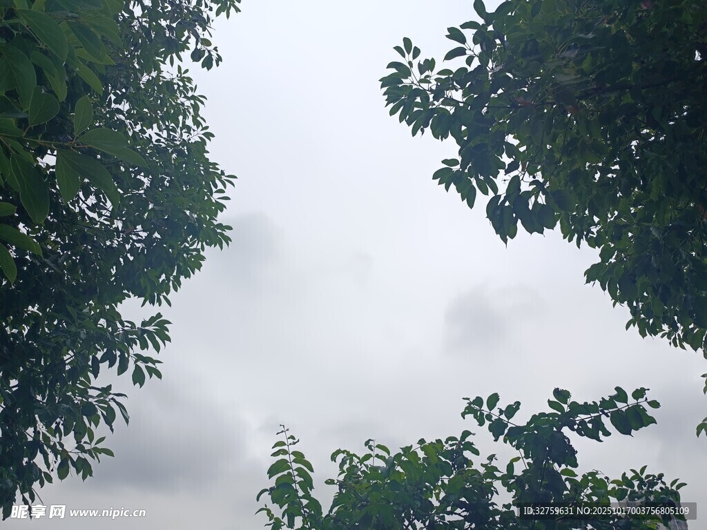 仰视绿树间的灰白天空