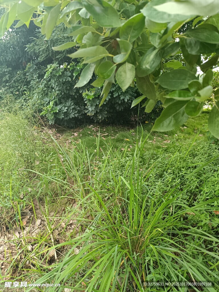 野外绿意盎然的草地与植被