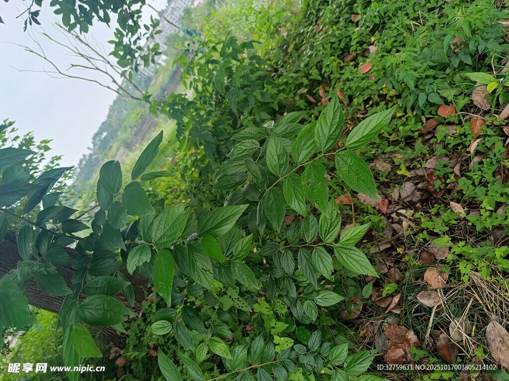 山间繁茂绿植景观