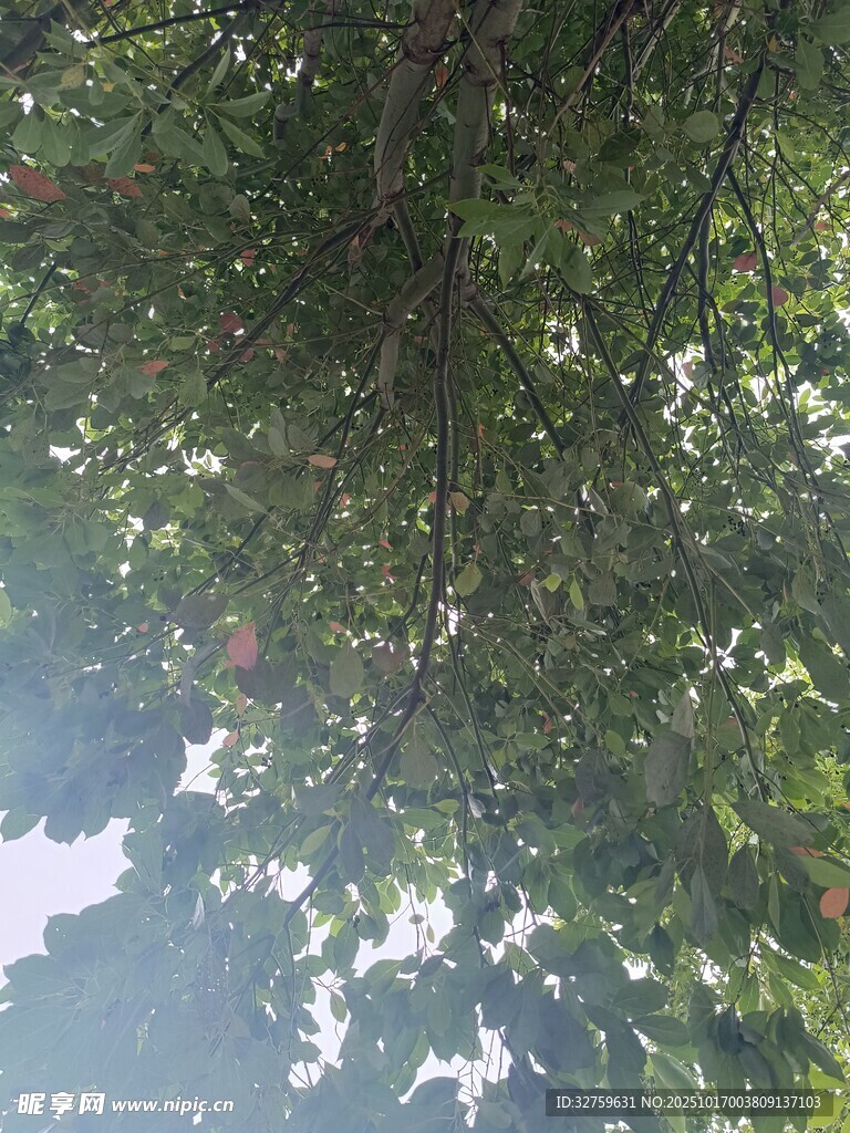 仰视茂密枝叶间的天空