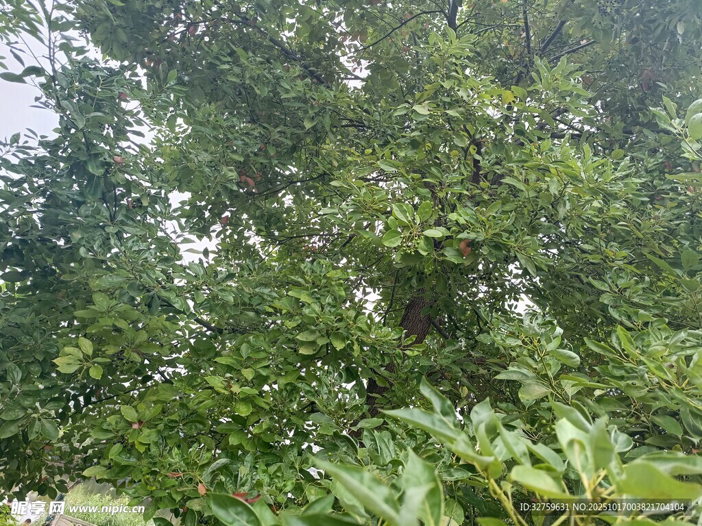 繁茂绿植景观