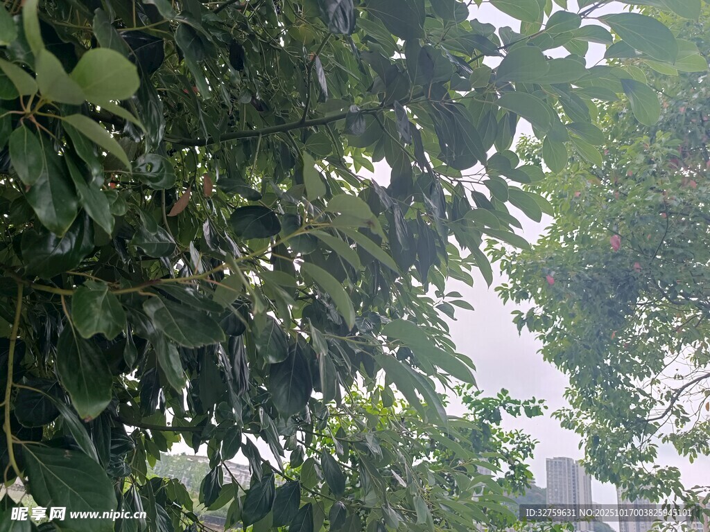 枝叶繁茂的绿植景观