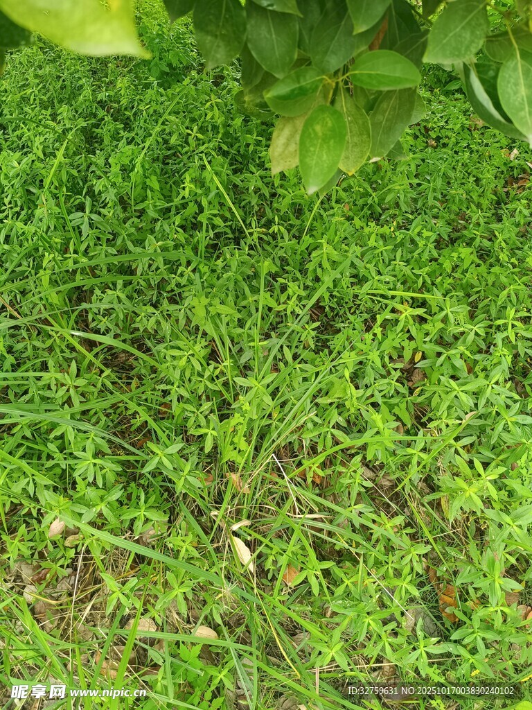 翠绿繁茂的地面小草景观