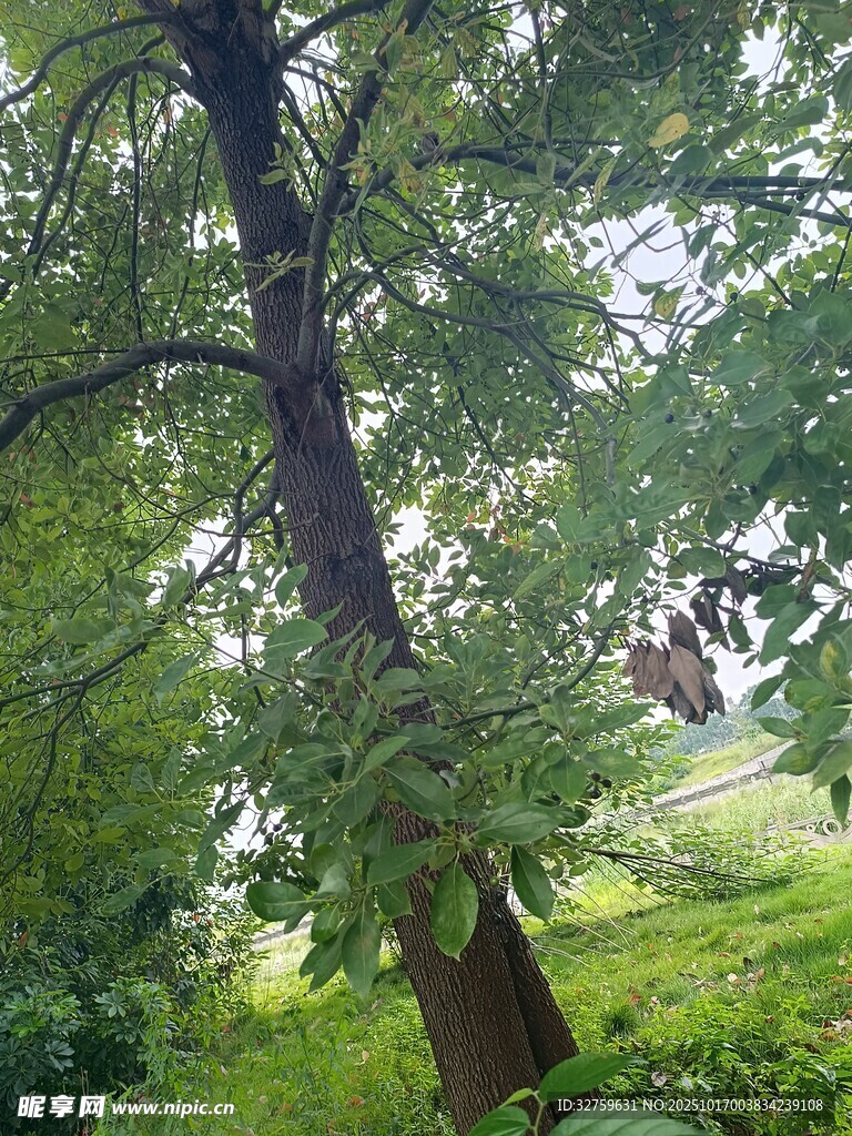繁茂大树下的绿意景致