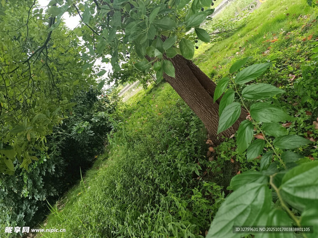 绿意盎然的山林景致