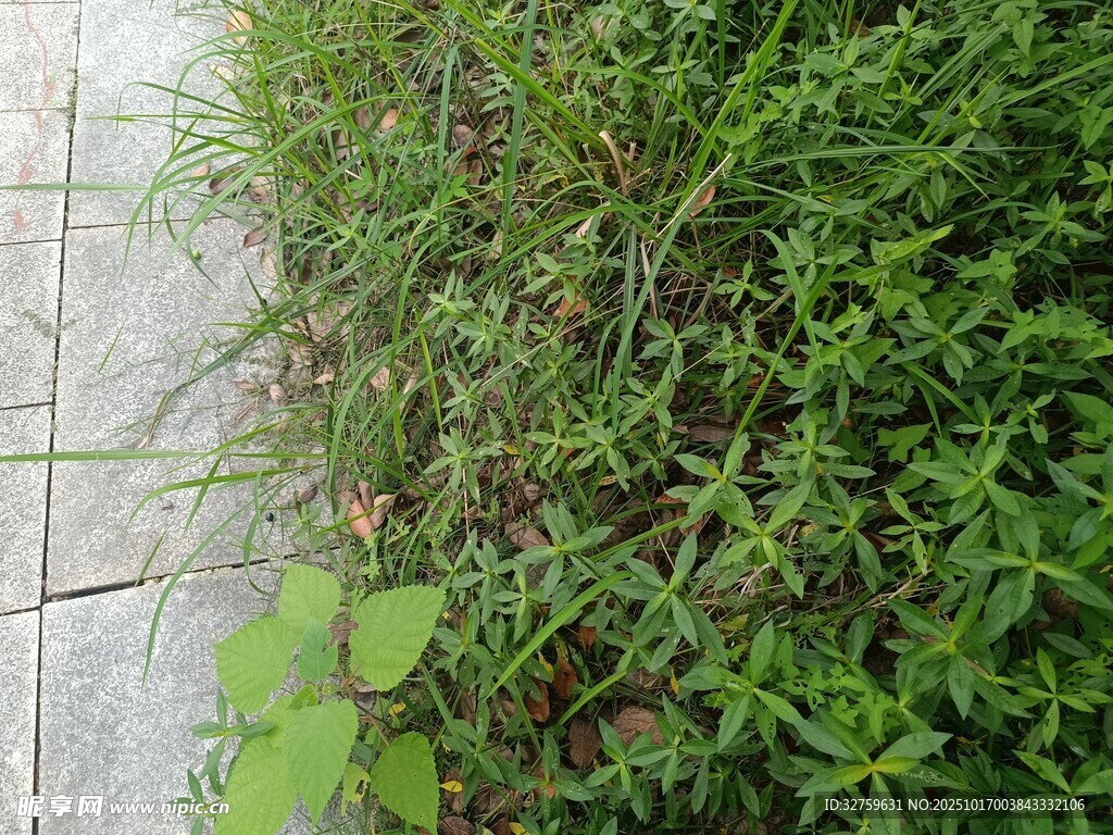 路边丛生的绿色野草