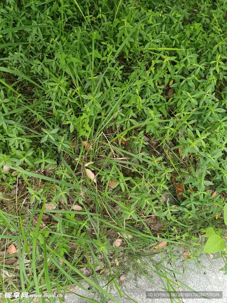 翠绿茂盛的地面小草