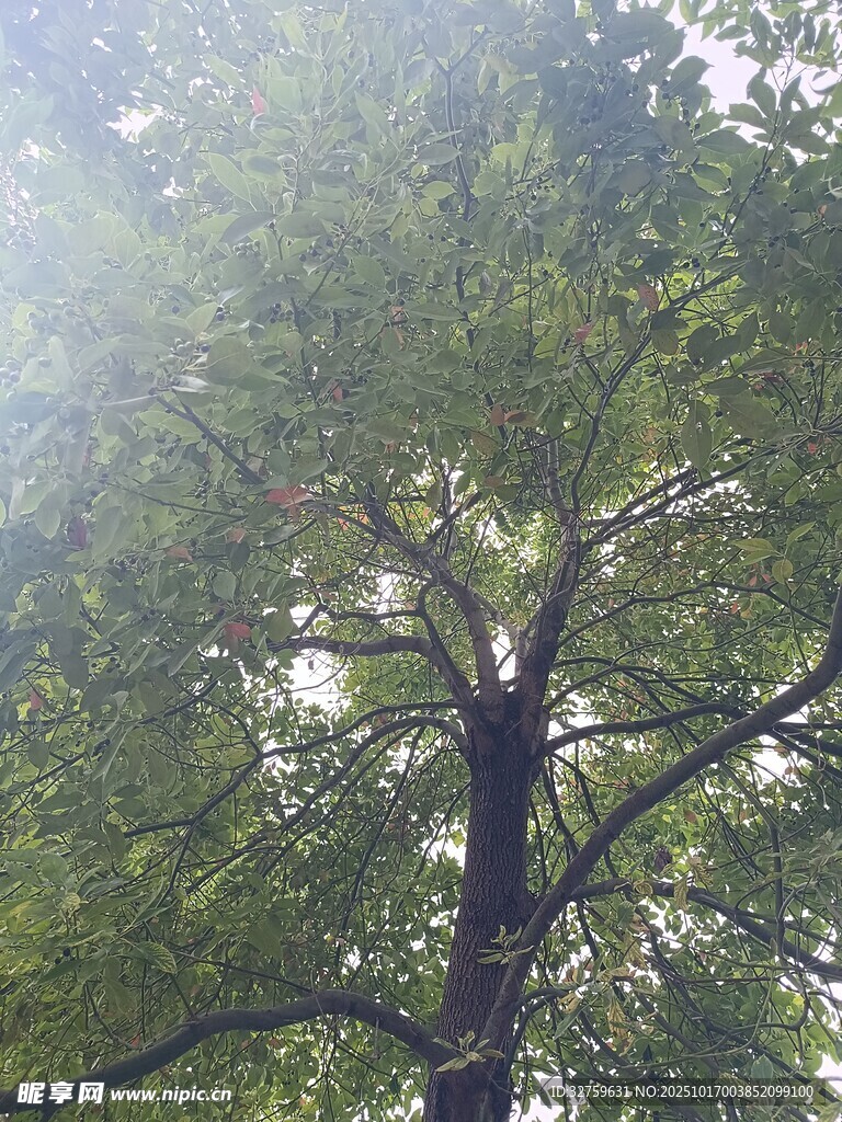 阳光穿透枝叶的繁茂大树