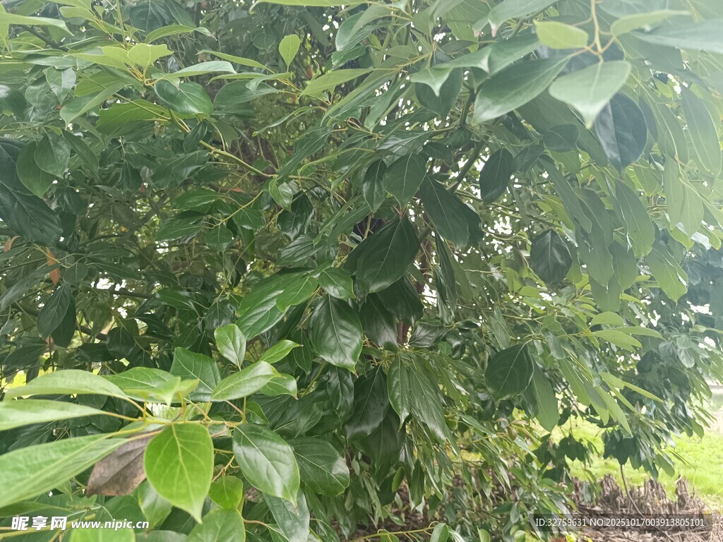 绿叶繁茂的植物景观