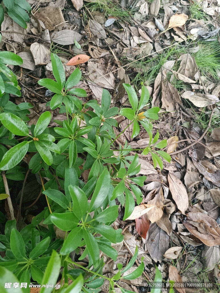 地面绿植与枯叶景象