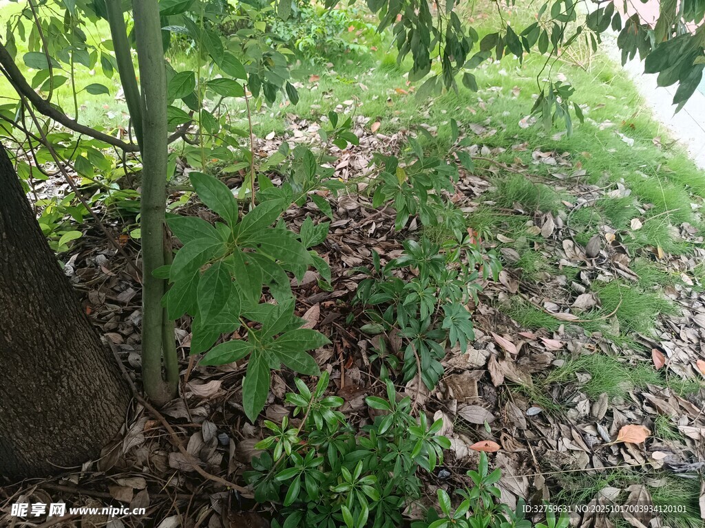 树下绿植与落叶景象