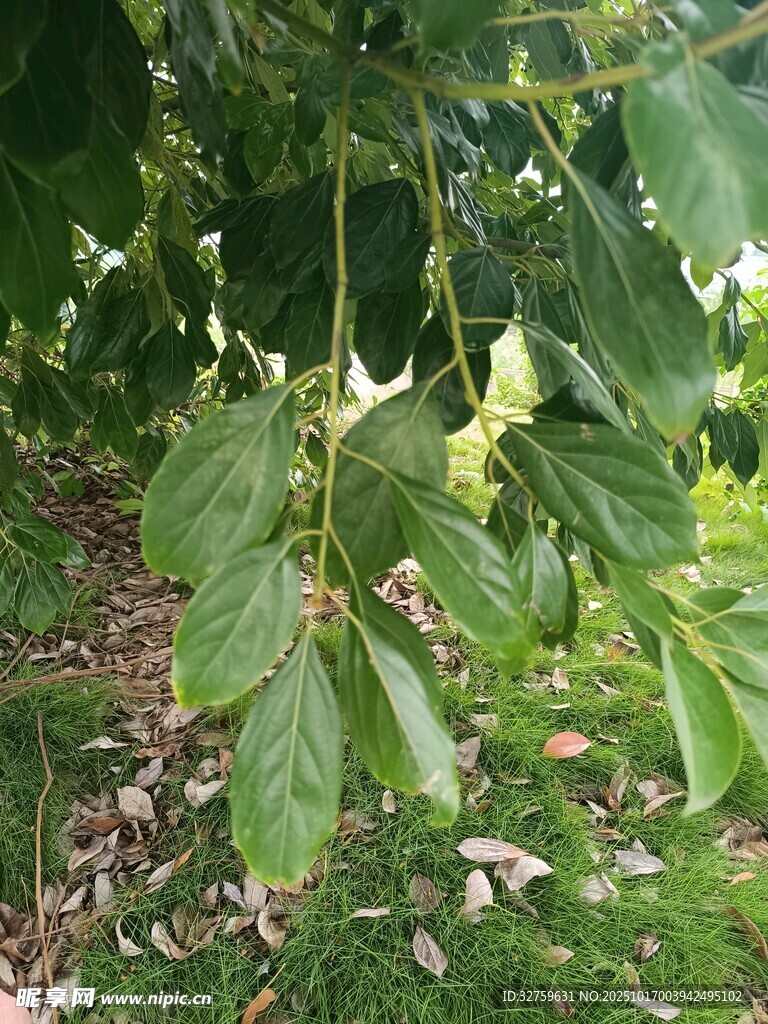 绿叶间的植物果实