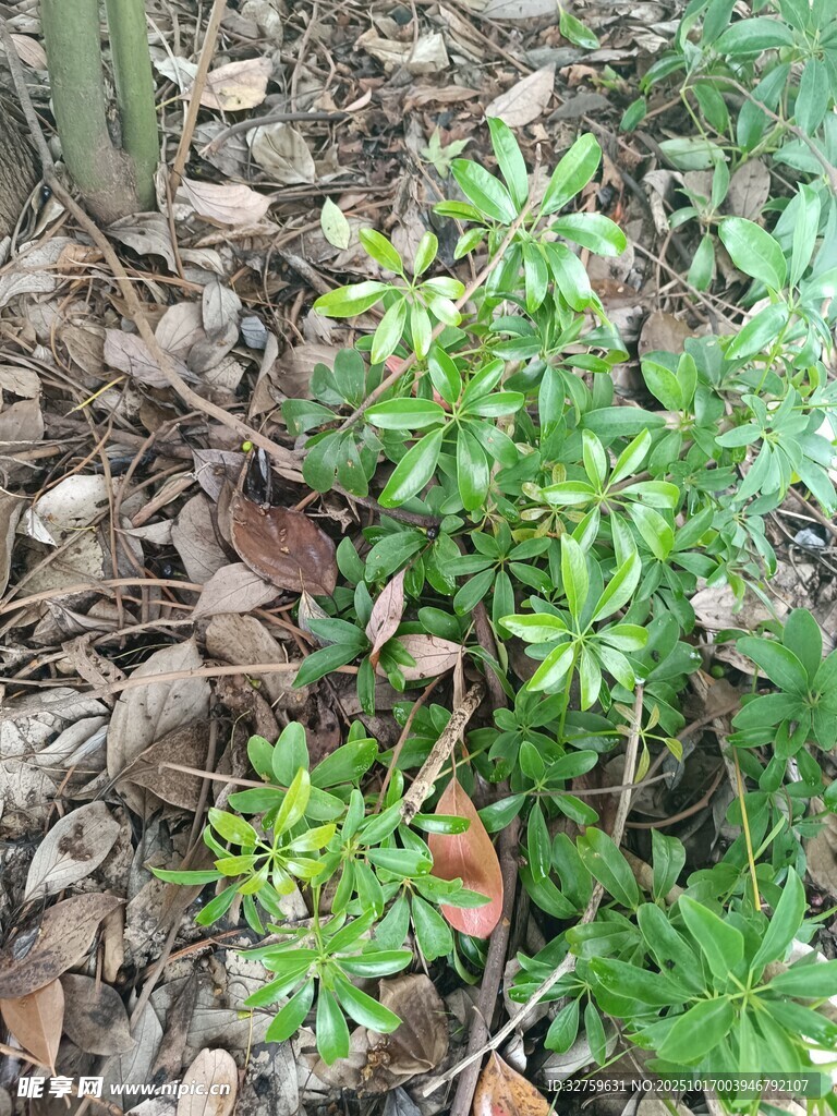 地面生长的绿色植物