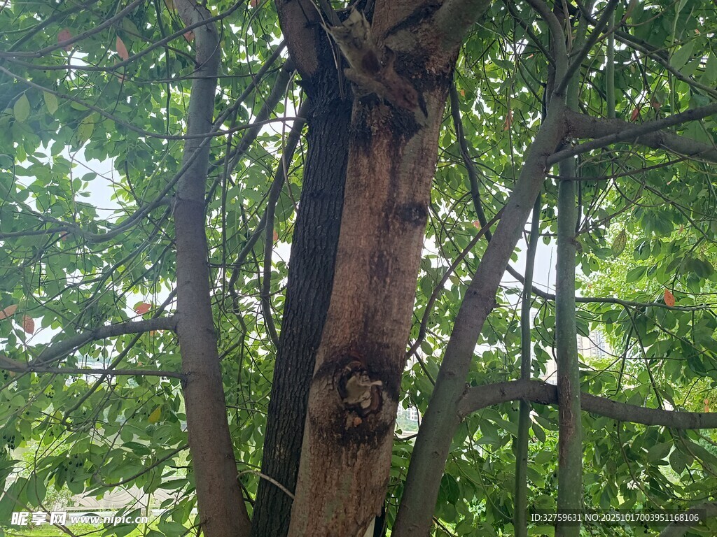 树干上的奇特树洞景观