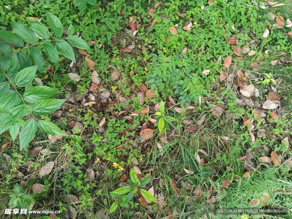 地面的多样绿植景观