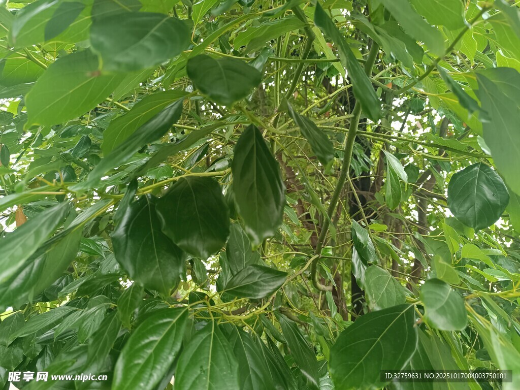绿叶繁茂的植物景象