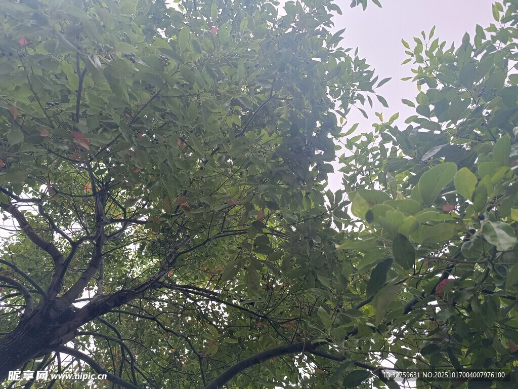 仰视茂密树冠