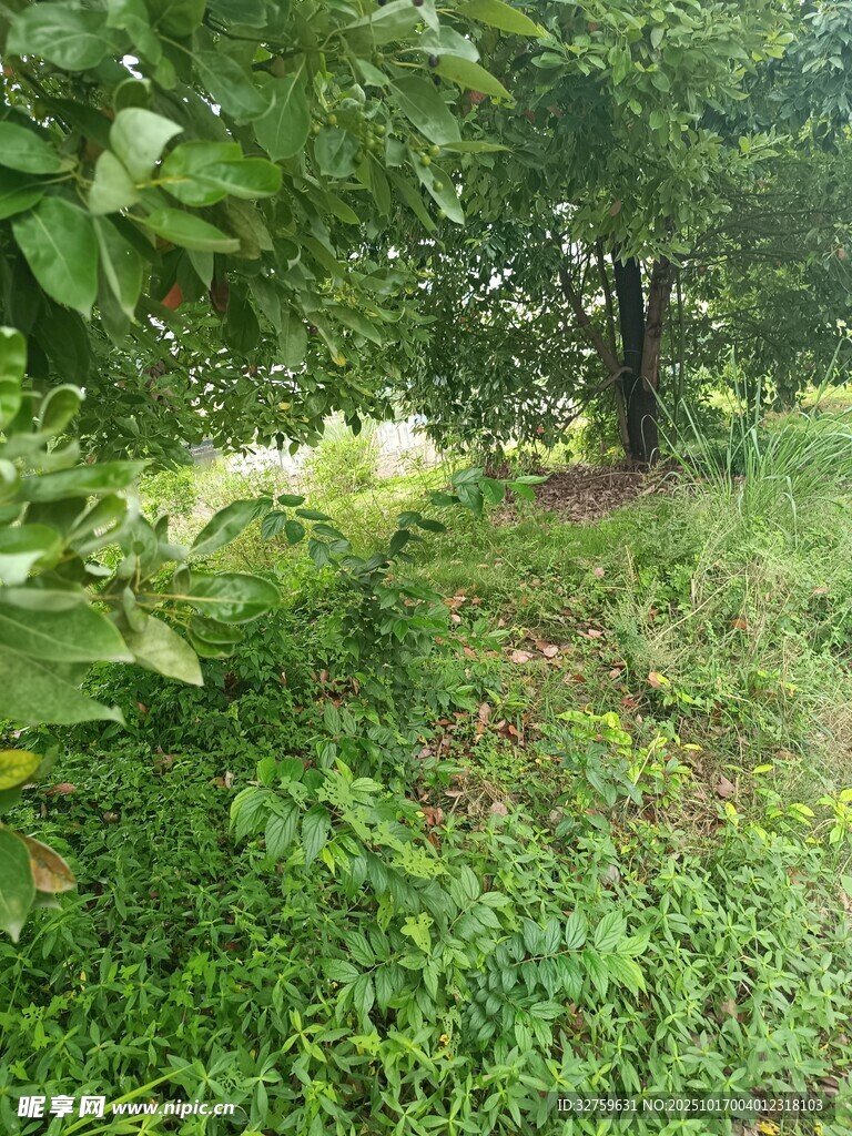 绿意盎然的林间草地