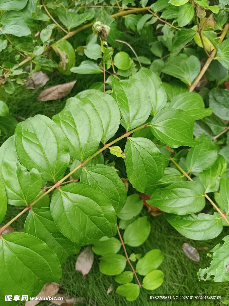 翠绿繁茂的藤蔓植物