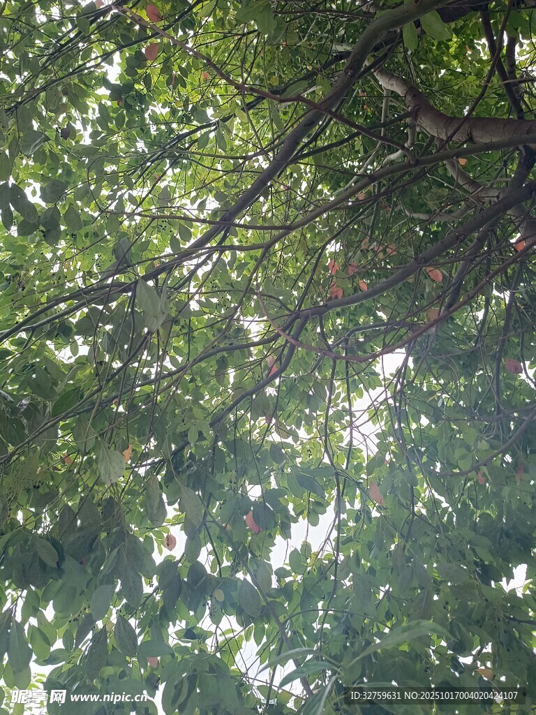 透过枝叶的斑驳阳光