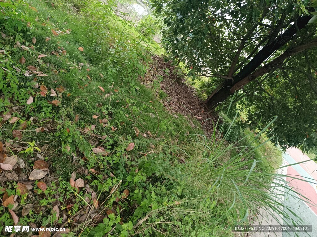 路边绿意盎然的草地与树木