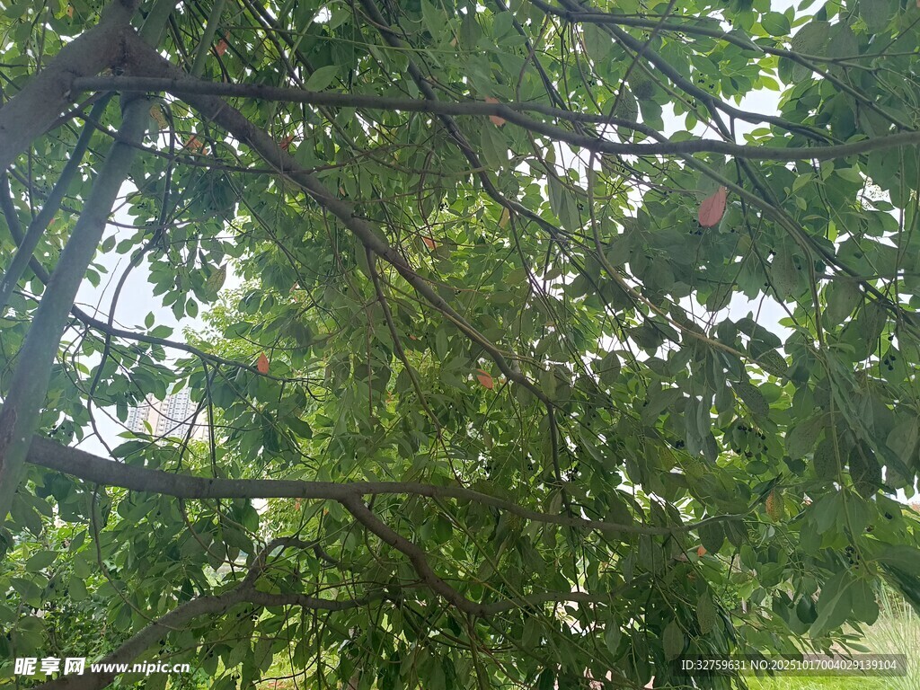 繁茂枝叶下的绿意景致