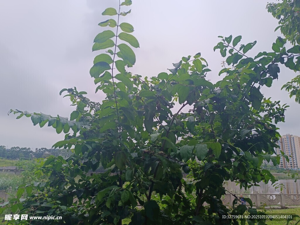 绿叶繁茂的户外植物景观