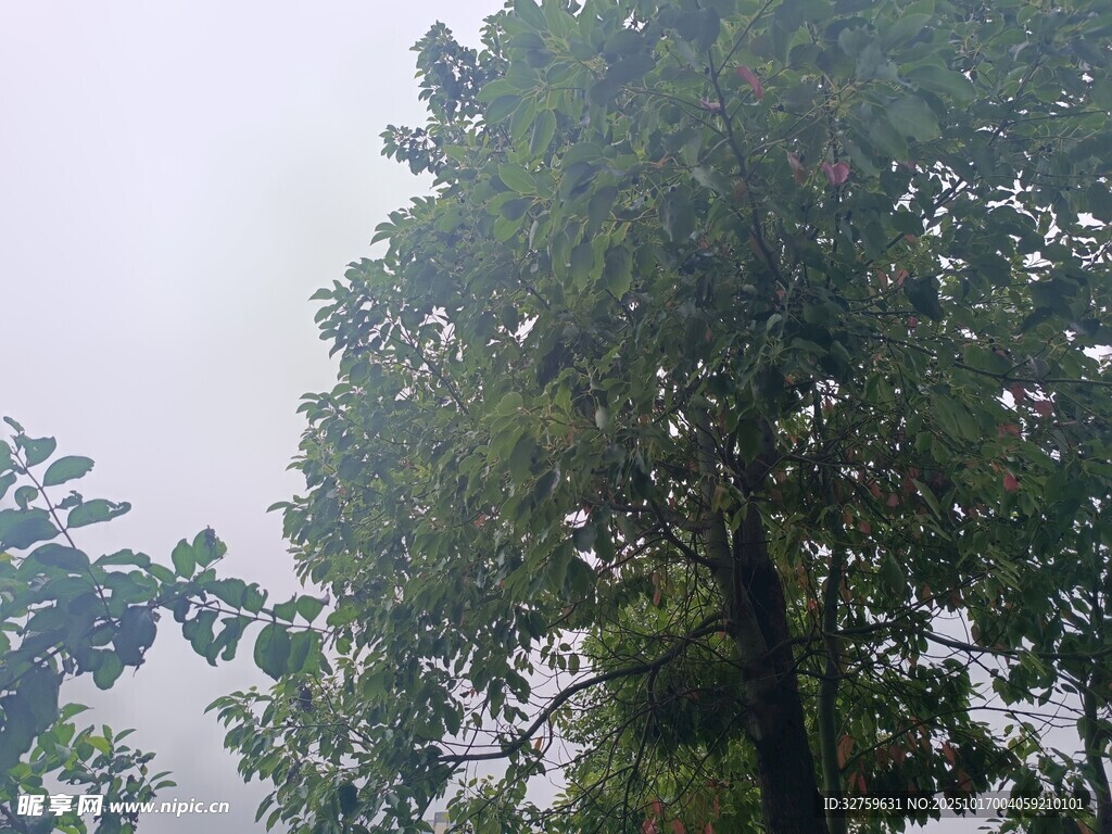 雨中葱郁大树
