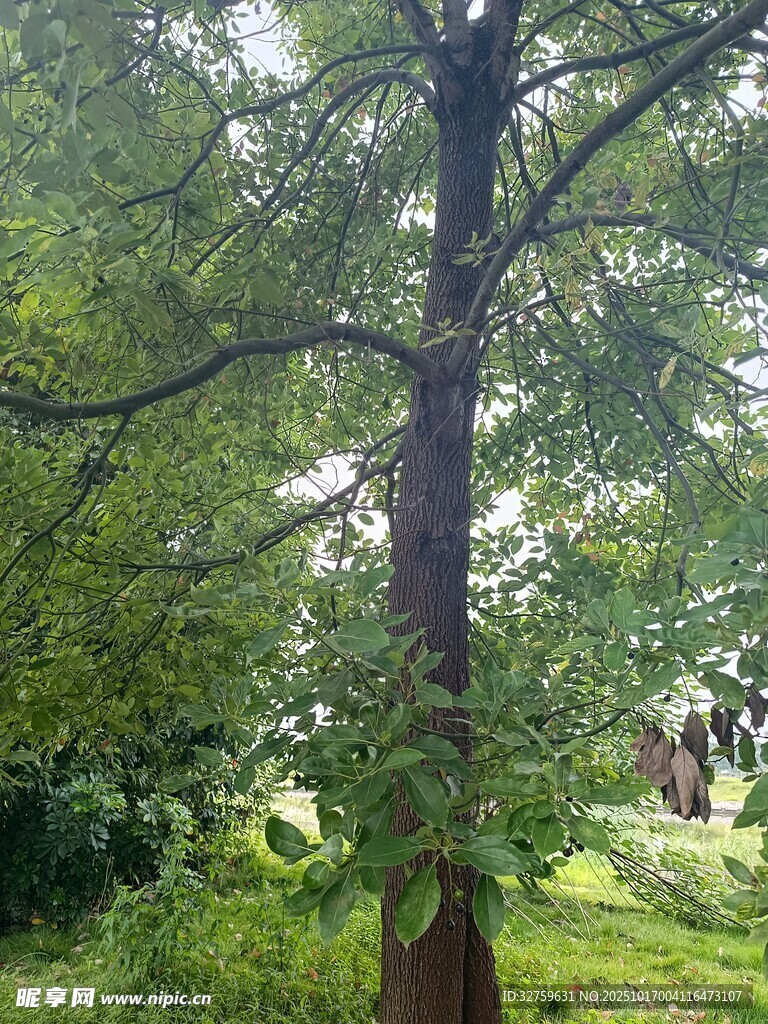 挺拔绿树 