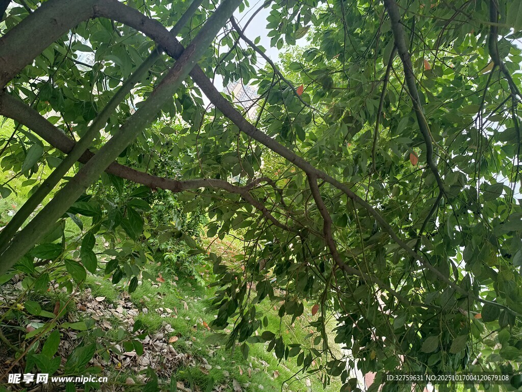 繁茂绿树间的自然景致