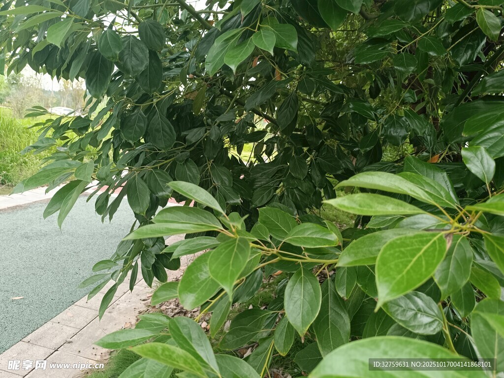绿叶繁茂的路旁植物