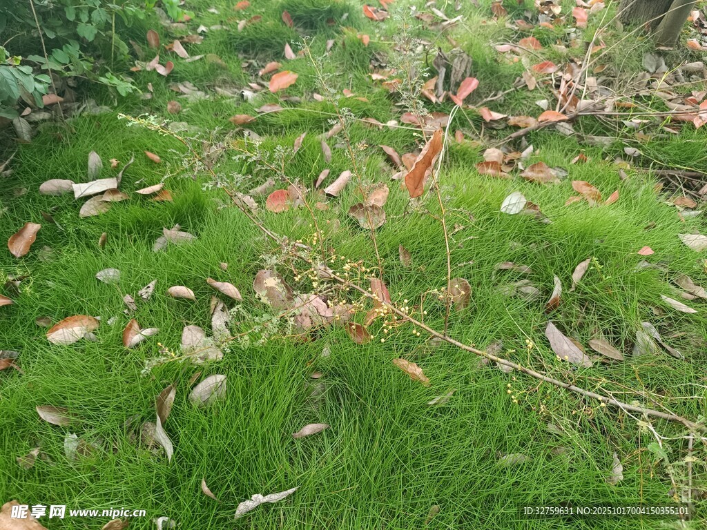 草地散落枯叶景象