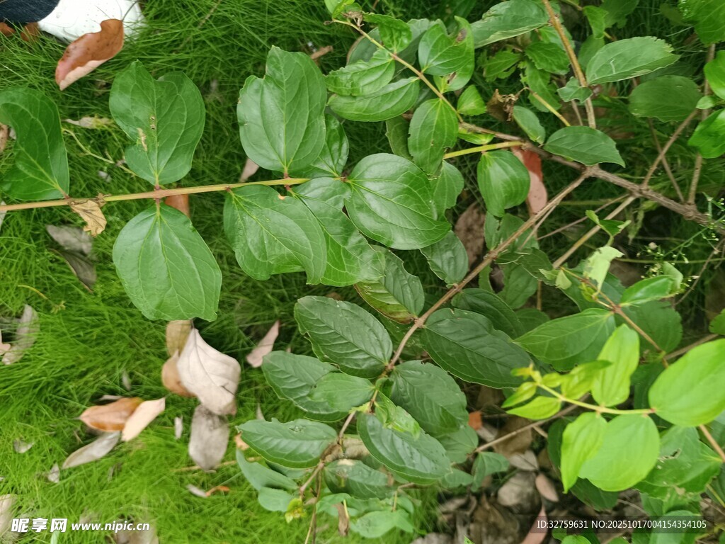 绿叶繁茂的植物景观