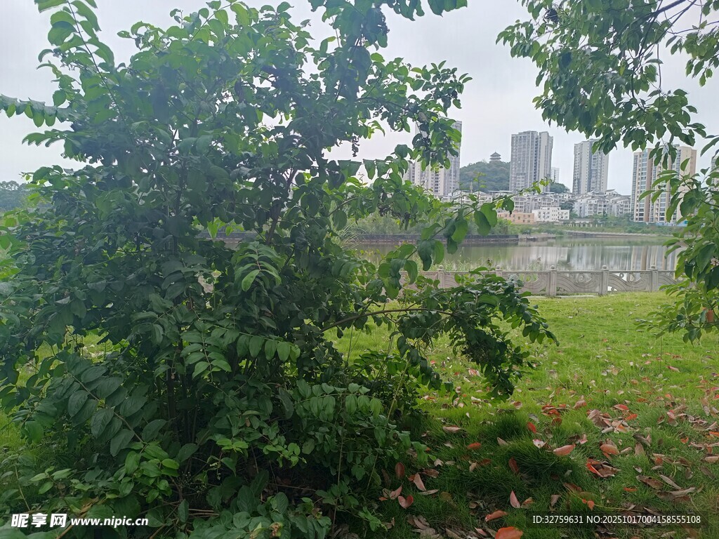 河畔绿植与远处城市景观