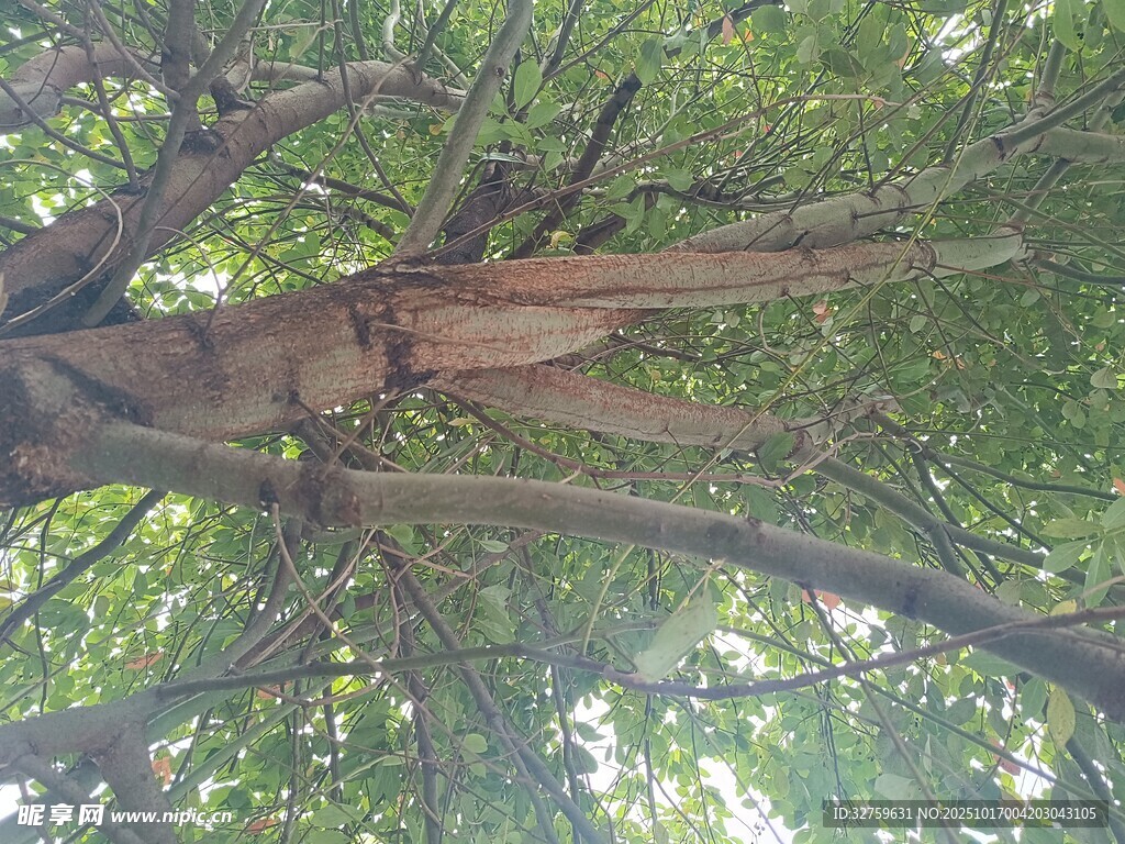 仰视繁茂大树枝干