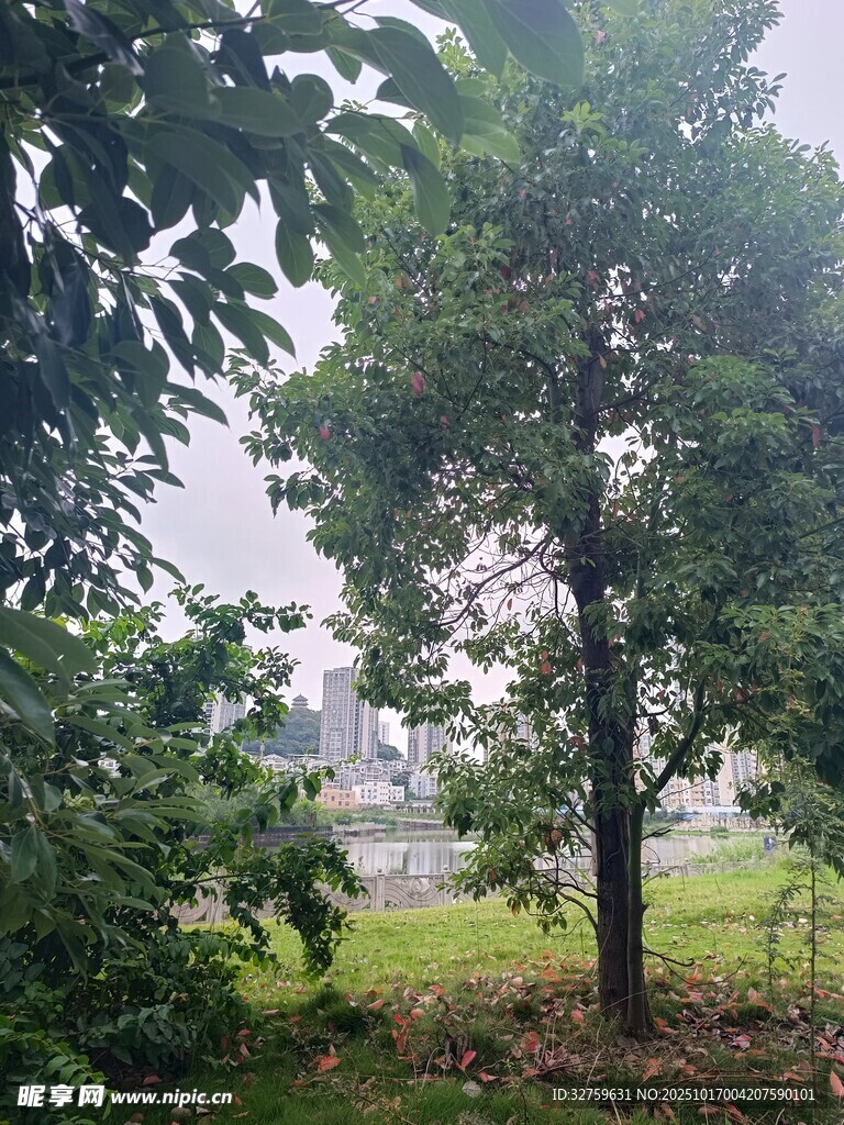 林间绿树 