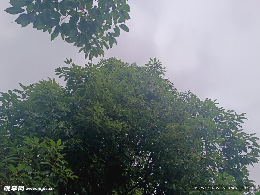 仰视茂密绿树树冠