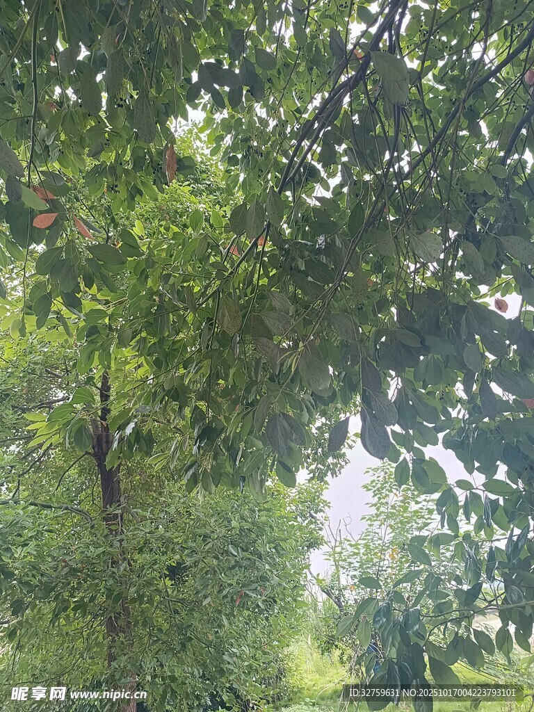 绿荫葱茏的林间景象