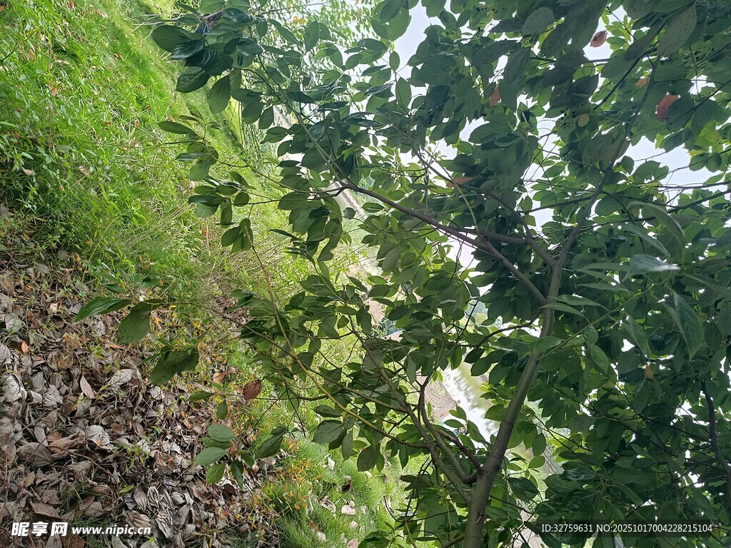 山坡绿植景观