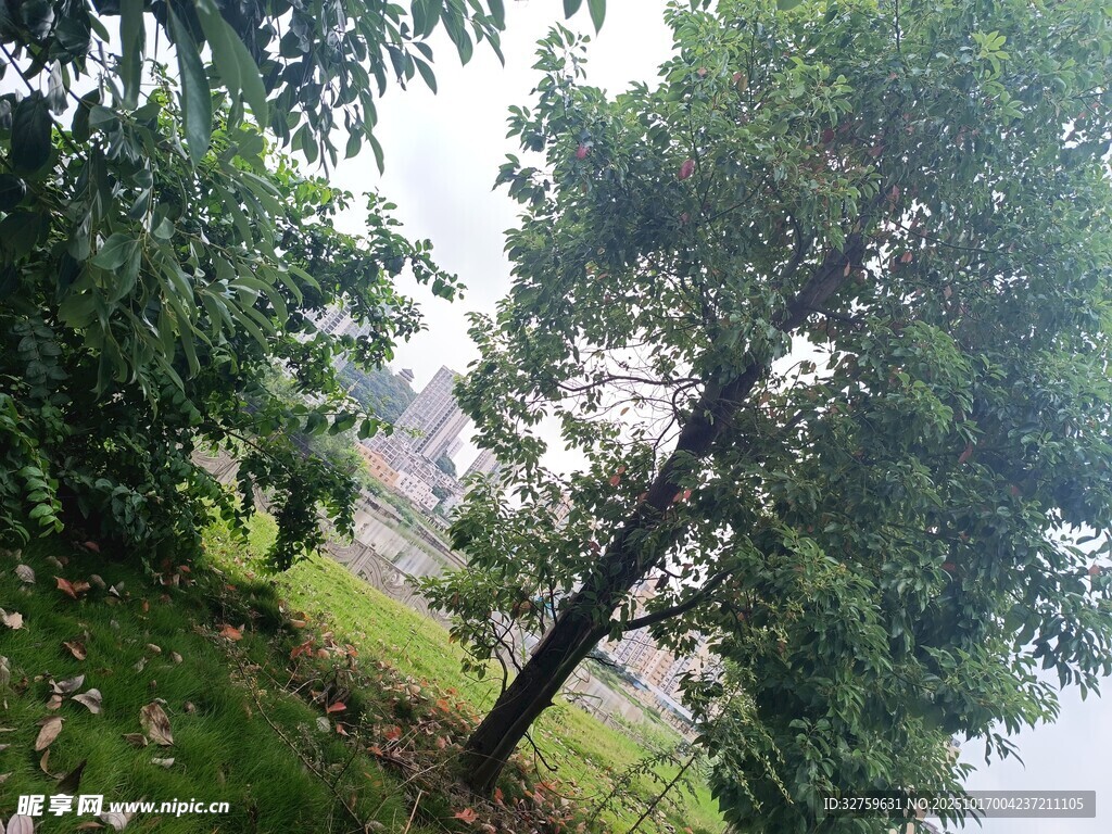 户外绿树风景