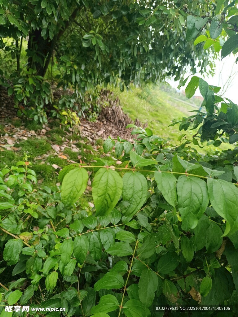 绿意盎然的山林植物景观