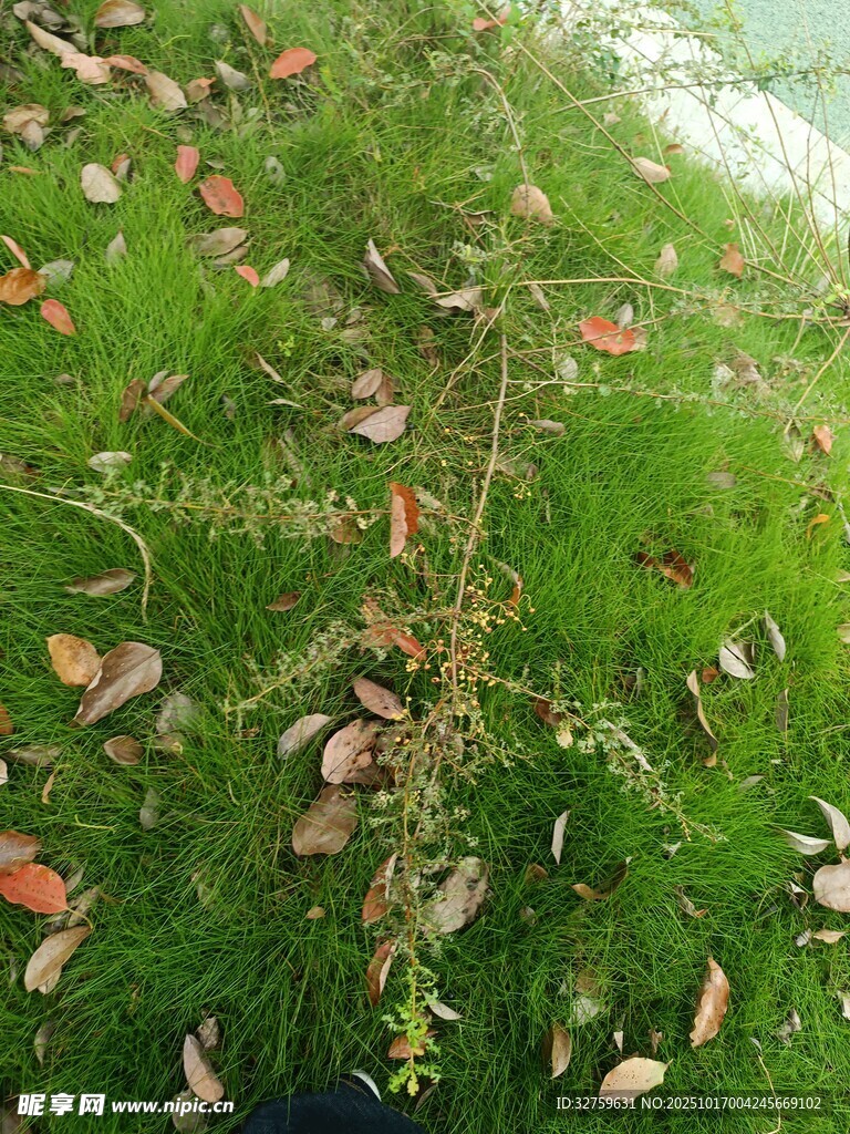 草地落叶景象