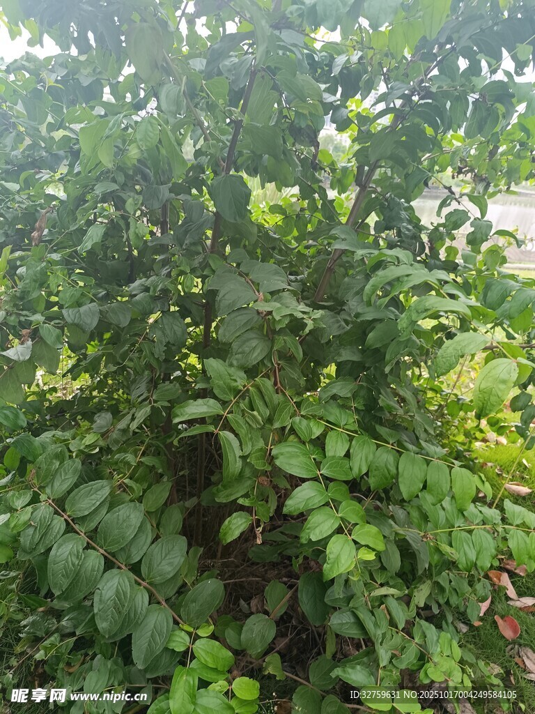 繁茂绿植景观
