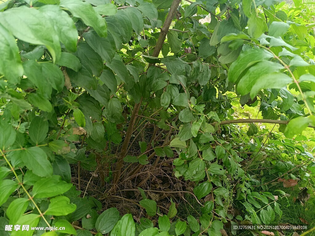 茂密绿植景观