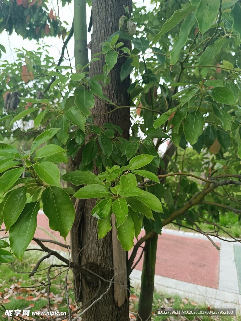 绿叶繁茂的树木景观