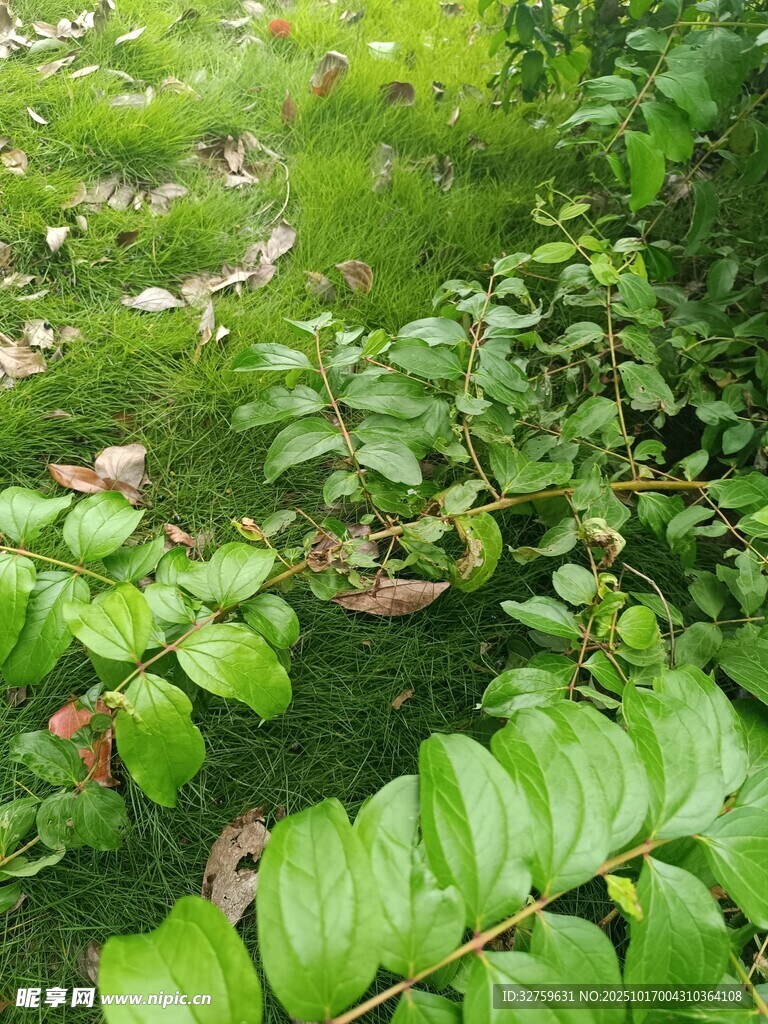 绿意盎然的繁茂植物景观